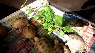 My Baby Testudo Elongata tortoise [upl. by Medina448]