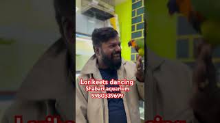 Lorikeets lorikeet lorikeets folk song music telugu tamil birds tamilmusic pets [upl. by Yatzeck113]