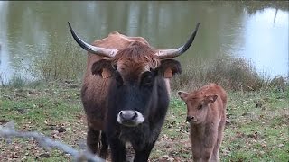 Naissance dun aurochs dans le musée de la Dame de Brassempouy dans les Landes [upl. by Ylahtan]