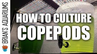 How to Culture Copepods [upl. by Yentroc]