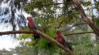 Galah  Bird Paradise Singapore [upl. by Hteb646]