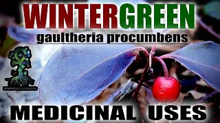 Wintergreen A MINTY FRESH BLOOD TONIC Gaultheria procumbens Identification and Medicinal Uses [upl. by Agnese]