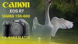 CANON EOS R7 SIGMA 150 600 CINEMATIC 4K [upl. by Hovey528]