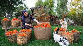 From Tree to Table Persimmon Harvest Drying amp Pie Recipe [upl. by Birdie]