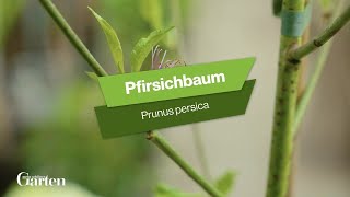 Pfirsichbaum Tipps zur Pflanzung und Pflege [upl. by Eeldivad]