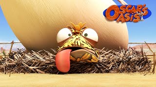 Baby Chicken Oscar COMPILATION  Oscars Oasis  Kids Cartoons [upl. by Guillaume692]