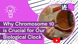 The Eye Regulates Your BodyClock  Why Chromosome 10 is Crucial for Our BiologicalClock [upl. by Tench]