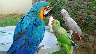 Macaw vs Alexandrine Parrot [upl. by Isnam]