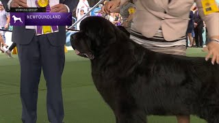 Newfoundlands  Breed Judging 2023 [upl. by Giulia]