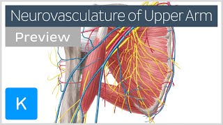 Arteries veins and nerves of the upper arm and shoulder preview  Human Anatomy  Kenhub [upl. by Marva963]