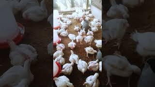 How Vaccination affects the growth rate of poultry birds sidehustleideas poultrykeeping [upl. by Southard]