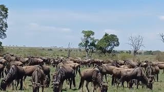 Massive Wildebeest Migration  Masaimara [upl. by Dripps]