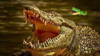 Alligator Facts That Are Actually INSANE  Kids SONG [upl. by Rachel502]