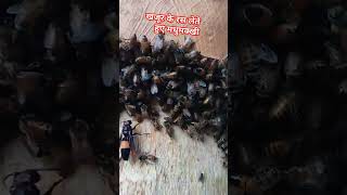 Tejpal Paswan मधुमक्खी खजूर के पेड़ से रस लेते हुए🐝🐝 [upl. by Novi]