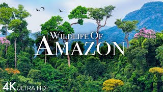 Amazon Wildlife 4K  Part 2  Animals That Call The Jungle Home  Amazon Rainforest Relaxation Film [upl. by Valeda]