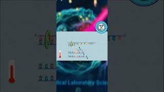 NGS Sanger Sequencing Method [upl. by Akihc]