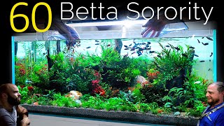 60 Betta Fish Sorority 1 Aquarium EPIC 4ft co2 Injected Planted Aquascape Tutorial [upl. by Sirtimid]