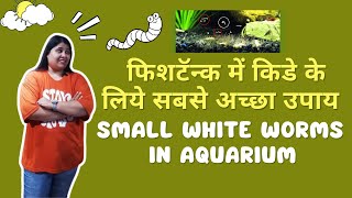 Small white worms in aquarium  Blessings Aquarium [upl. by Zadoc]