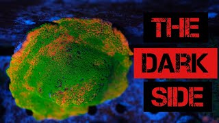 Watch This Before You Get Montipora  Dark Side of Montis [upl. by Bonaparte]