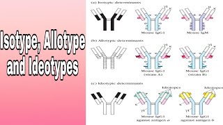 Antibody variation Isotype Allotype and Ideotypes [upl. by Gniy]