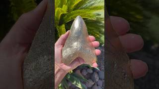 Making Giant Golden Shark tooth by melting Pennie’s and aluminum artist megalodon shark [upl. by Ezri]