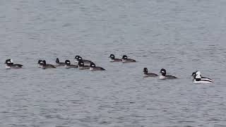 Scaups Scoters Mergansers Buffies Dec 31 2023 PNW [upl. by Alpheus]