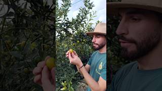 Naranja ENANA con cáscara COMESTIBLE 🤯🍊kumquat naranjachina curioso cítricos [upl. by Lara]