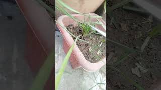 Rain lily care gardening garden plants rainlilyflower shortsviral [upl. by Om]