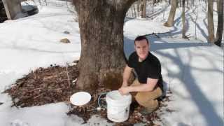 How to Make Maple Syrup [upl. by Joette]