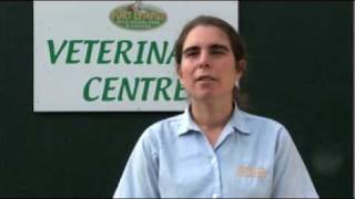 Interview with Howletts amp Port Lympne Wild Animal Parks Vet Jane Hopper [upl. by Will36]