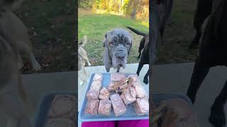 Feeding my 4 dogs venison patties 🦌🥩🐾 Huntaway Raw Dog Food rawpetfood rawdietfordogs [upl. by Roter144]