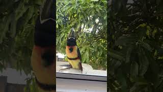 Collared aracari toucan attacks window  El Salvador [upl. by Atinauj]