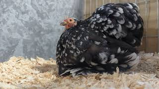 Mottled pekin chicken at a poultry show in 4K [upl. by Natsuj]