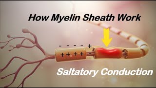 The Function of Myelin Sheath  Saltatory Conduction [upl. by Amyaj]