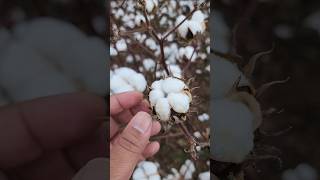 Picking Cotton in Alabama [upl. by Roseline562]