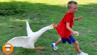 Funny Goose Chasing Babies Compilation  Just Funniest [upl. by Forta]