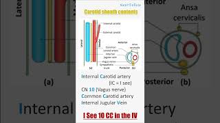 Carotid sheath contents medicalmnemonics anatomy [upl. by Nyrem589]