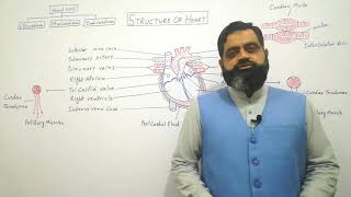 Structure of Heart Urdu Hindi medium  Prof Masood fuzail Anatomy of Human Heart  Mammalian Heart [upl. by Elle826]