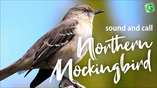 Northern Mockingbird Bird Sound Bird Song Bird Call Bird Calling Chirps [upl. by Cox26]