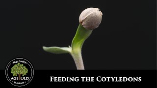 How to the Feed Cotyledons [upl. by Sidnac6]