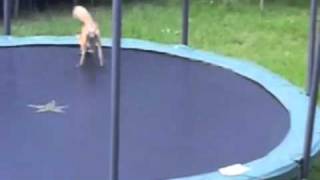 Foxes on a Trampoline Song techno version [upl. by Aleedis]