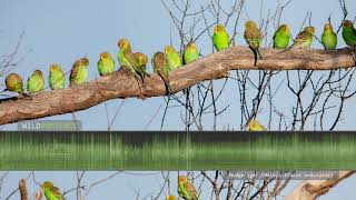 Budgie Sounds The calls of wild budgerigars parakeets in outback Australia [upl. by Vadnee]