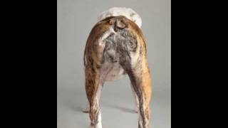 Dog Anal Glands  How To Avoid Anal Gland Problems In Your Dog [upl. by Erlin]