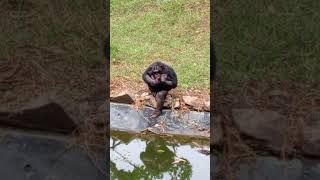 Chimp in zoo [upl. by Yard]