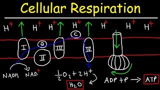 Cellular Respiration [upl. by Adnoloy]