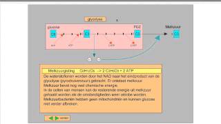 5V Anaerobe dissimilatie [upl. by Assen592]