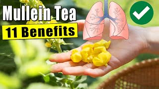 11 Mullein Tea Amazing Benefits [upl. by Mohandis823]