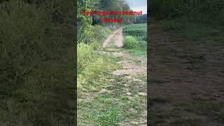 How to get to chestnut orchard in Codorus dayhikingandherpingdudes [upl. by Enreval]