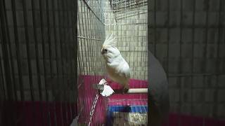 Cockatiel Lovers 🥰  Burung Cockatiel baby PARROTDIPANKAR CockatielsCraze [upl. by Yrret]