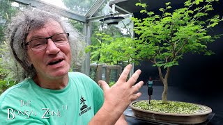 Pruning My Brazilian Rain Tree and Updates The Bonsai Zone June 2024 [upl. by Elyagiba]